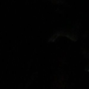 Meet your Posher, Ronnie